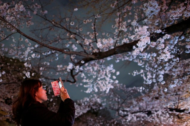 Visitante fotografa as cerejeiras iluminadas no Parque Ueno em Tóquio, Japão - 28/03/2019