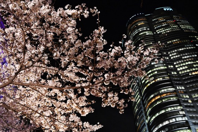 Visitantes apreciam as cerejeiras na cidade de Tóquio, Japão - 28/03/2019
