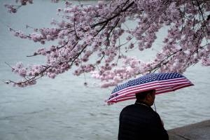 Homem caminha durante a chuva enquanto as cerejeiras florescem ao longo da Bacia das Maré no National Mall em Washington, Estados Unidos - 31/03/2019