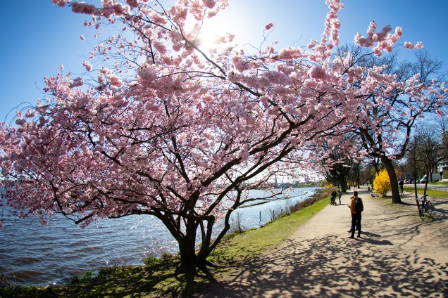 Cerejeira floresce as margens de lago em Hamburgo, Alemanha - 01/04/2019