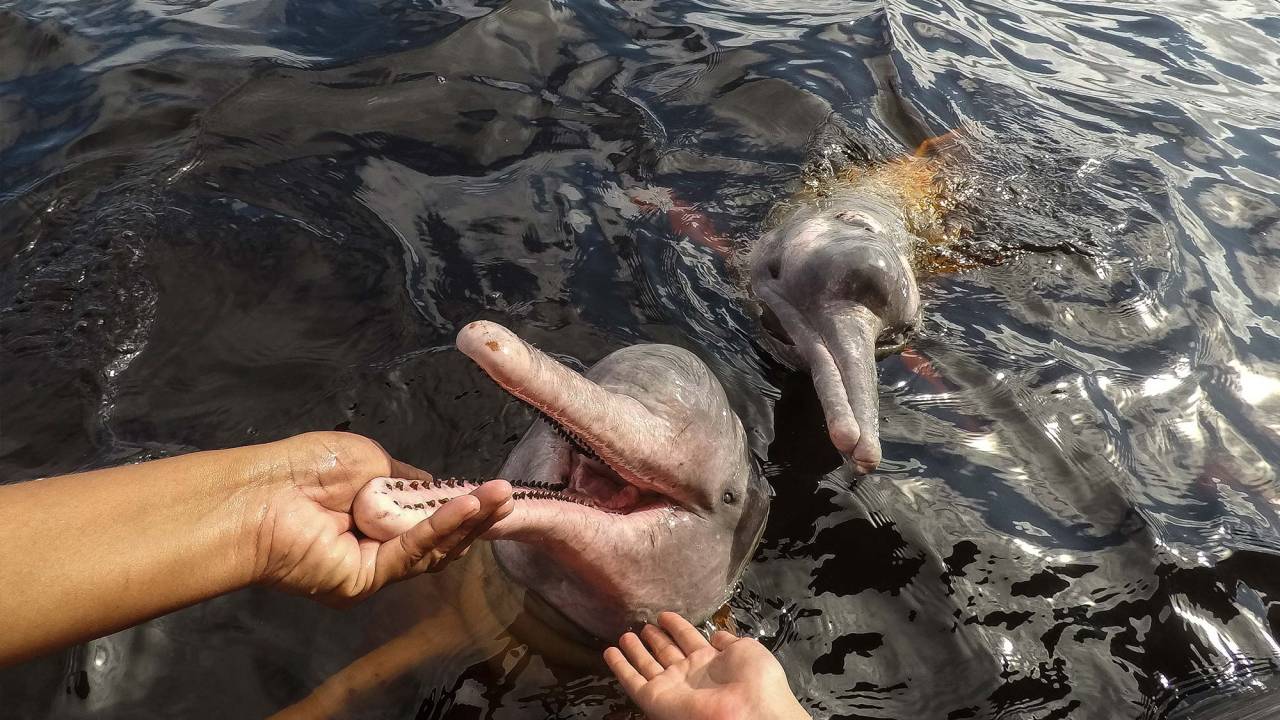 Botos da Amazônia