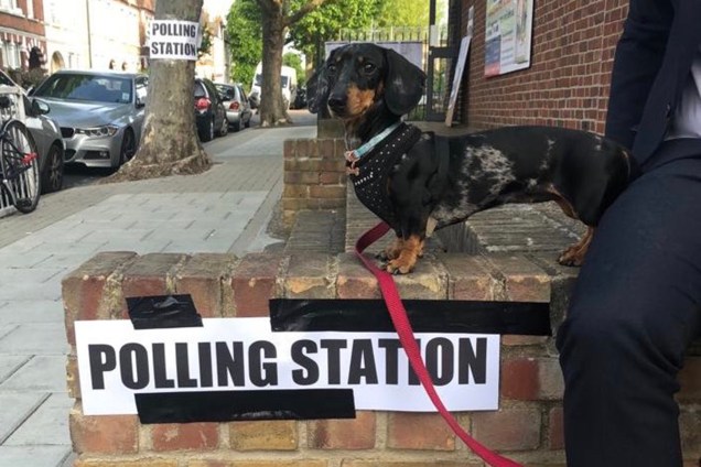 <span>No Reino Unido, é tradição no dia de votação compartilhar fotos de cachorros nos postos eleitorais com a hashtag #dogsatpollingstations (cachorros em postos eleitorais)</span>