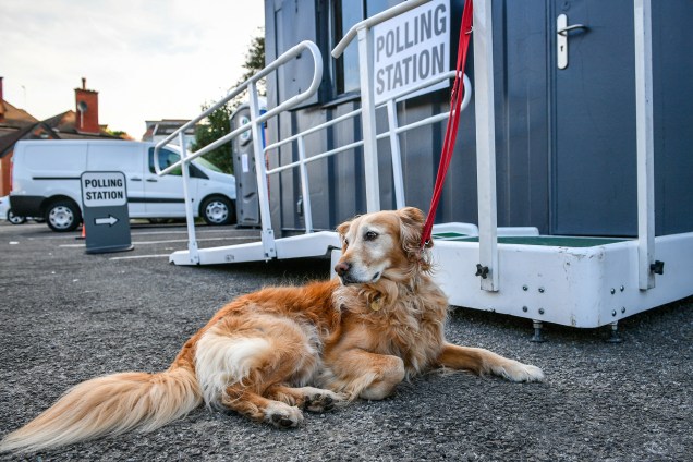 Riloh, um golden retriever, espera pacientemente por sua dona em um centro de votação na cidade de Bristol