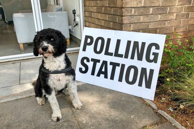Henry, da raça labradoodle, espera por seu dono do lado de fora de um local de votação em Spike Island, durante as eleições do Parlamento Europeu