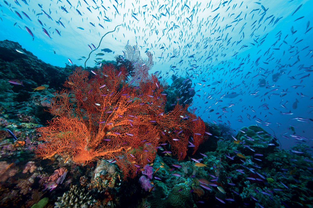 AMEAÇA PROFUNDA - Nos oceanos, colônias inteiras de corais foram devastadas; o impacto também atingiu tubarões