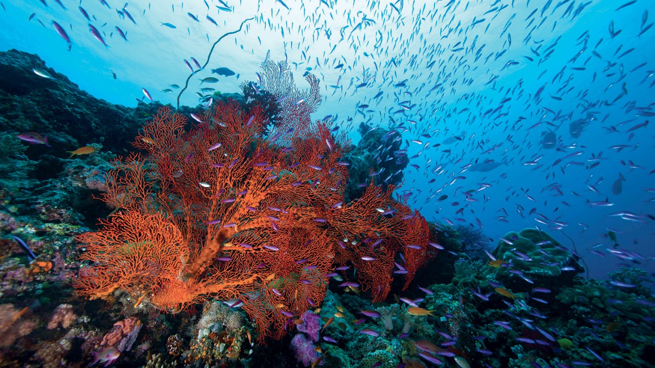AMEAÇA PROFUNDA - Nos oceanos, colônias inteiras de corais foram devastadas; o impacto também atingiu tubarões