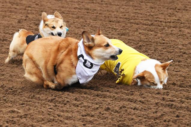 Cães da raça corgi participam da segunda edição do "Corgi Nationals" - competição realizada na cidade de Arcadia, localizada no estado americano da Califórnia - 26/05/2019