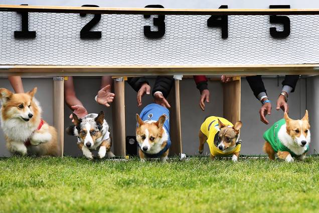 Cães da raça corgi disputam corrida durante a  segunda edição do "Corgi Nationals" - competição realizada na cidade de Arcadia, localizada no estado americano da Califórnia - 26/05/2019
