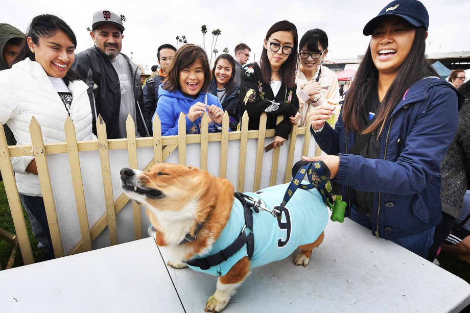 O cão Dexter se prepara para corrida com sua dona, durante a segunda edição do "Corgi Nationals" - competição realizada na cidade de Arcadia, localizada no estado americano da Califórnia - 26/05/2019