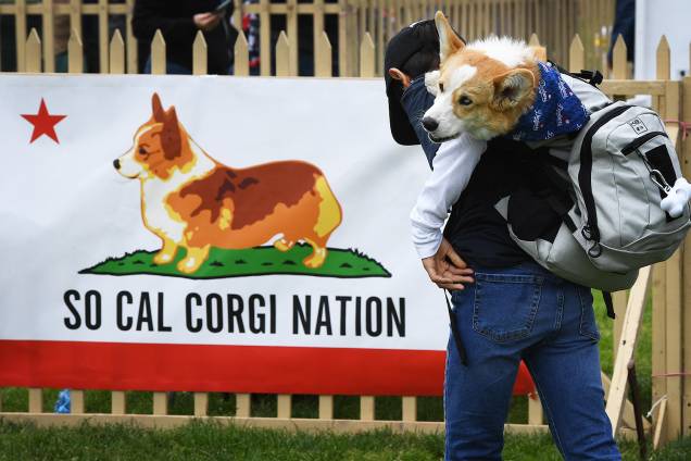 Cão é visto em mochila com seu dono, durante a segunda edição do "Corgi Nationals" - competição realizada na cidade de Arcadia, localizada no estado americano da Califórnia - 26/05/2019