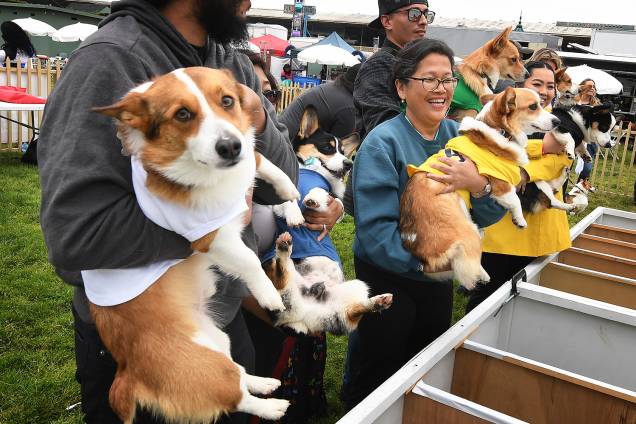 Cães são colocados em suas posições para disputar corrida durante o  "Corgi Nationals" - competição realizada na cidade de Arcadia, localizada no estado americano da Califórnia - 26/05/2019