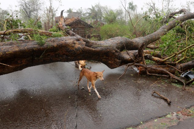 Cão caminha sob uma árvore arrancada após a passagem do ciclone Fani no distrito de Khordha, no estado de Odisha, na costa leste da Índia - 03/05/2019