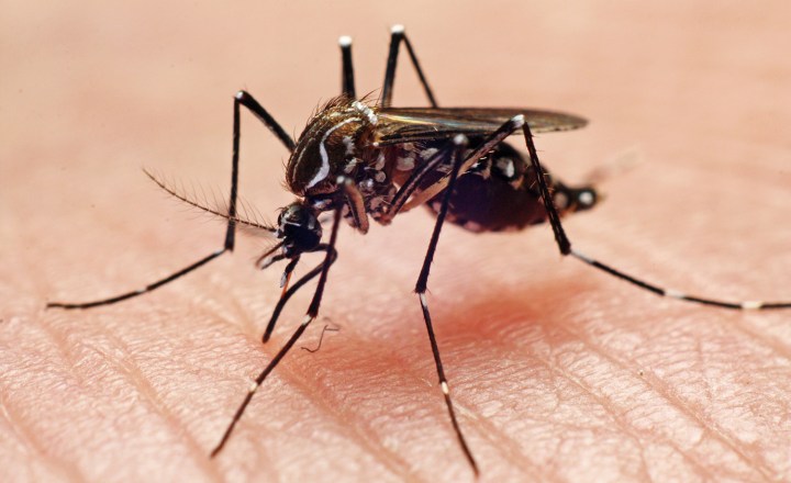 Brasil registra 2 milhões de casos de dengue