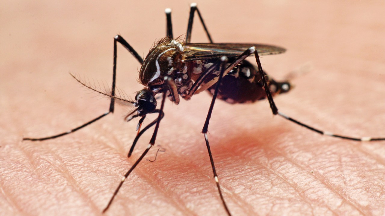 Aedes aegypti: mosquito transmissor da dengue