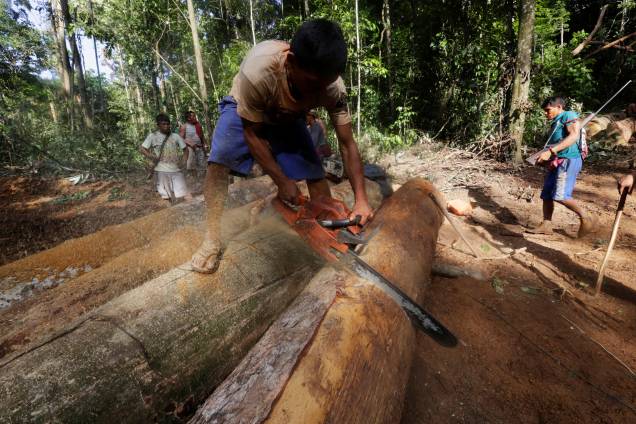 Índio Caapore usa uma motosserra para cortar uma das toras encontrada durante expedição para procurar e expulsar madeireiros do Território Indígena Alto Turiaçu, no nordeste do Maranhão