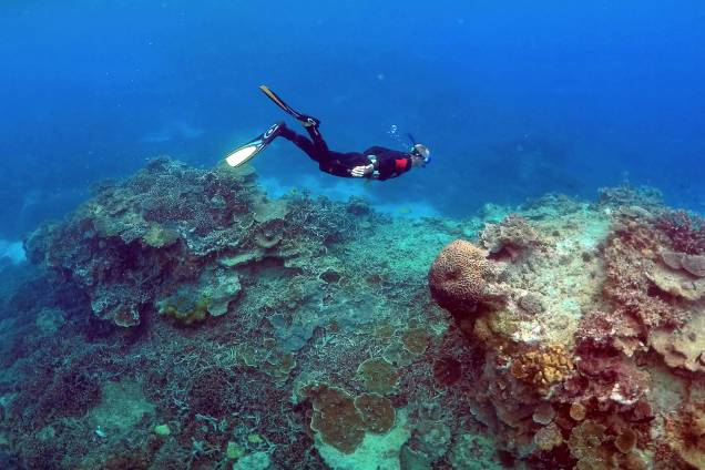 Homem mergulha em uma área chamada de "Coral Gardens" perto de Lady Elliot Island, na grande barreira de corais, a nordeste da cidade de Bundaberg em Queensland, Austrália