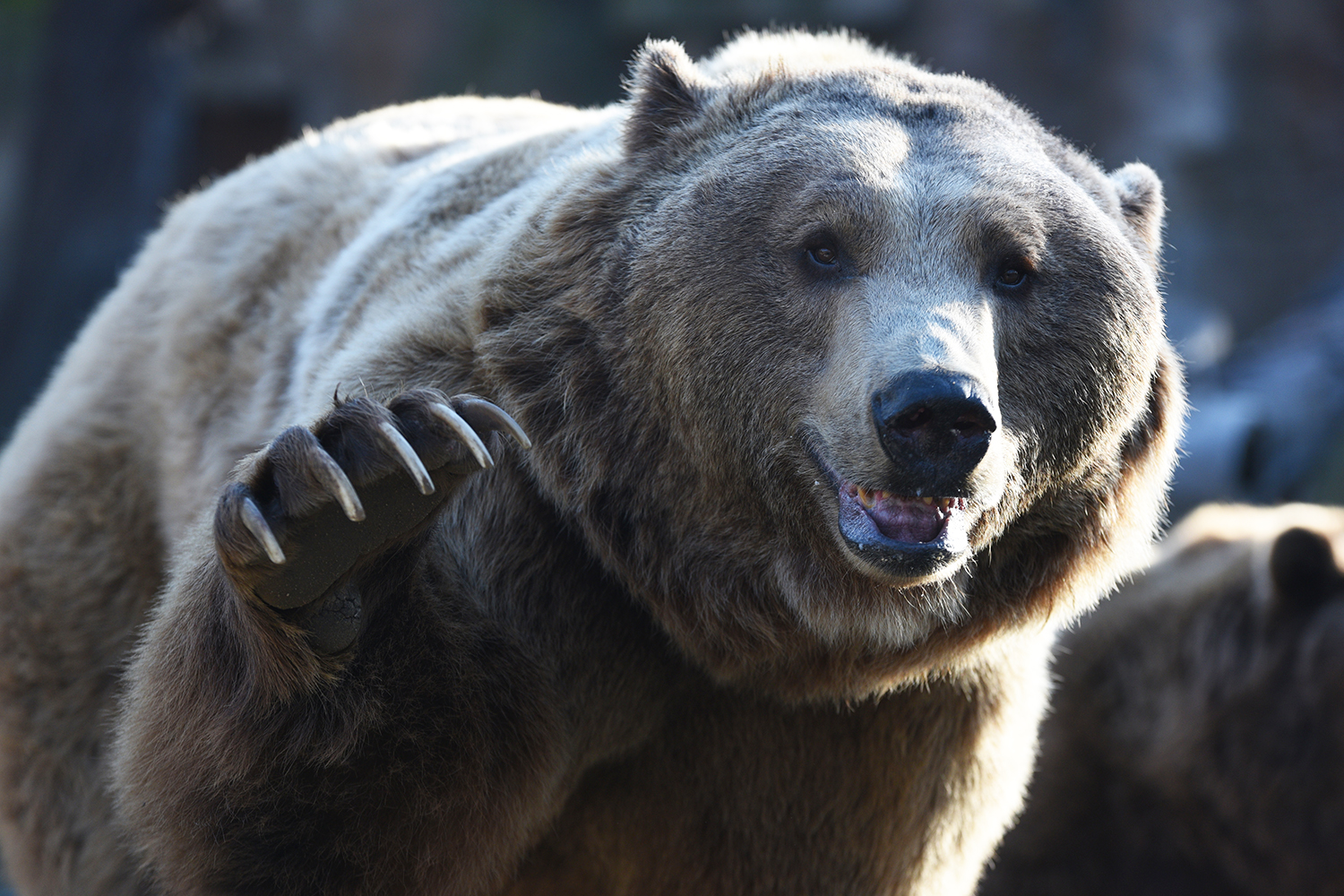 Dado como extinto em Portugal, urso pardo rouba 50 kg de mel | VEJA