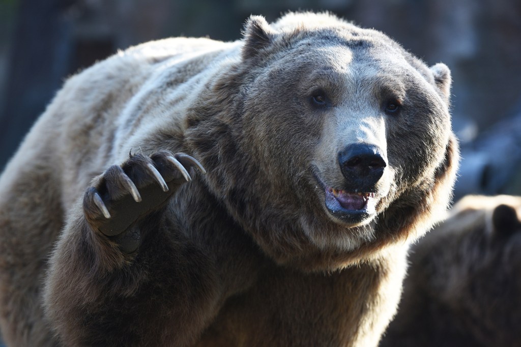 urso-pardo estendendo a pata dianteira para camera