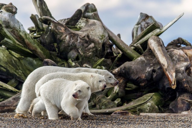 Imagem finalista na categoria 'Vida Selvagem Terrestre', mostra três ursos polares próximos de pilha de ossos de baleias ao longo da costa da Ilha de Barter, no norte do Alasca