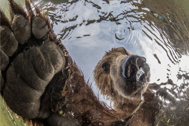 Imagem vencedora na categoria 'Animais Selvagens Terrestres', mostra urso polar marrom pescando salmões no rio Ozemaya, na Rússia