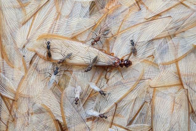 Imagem vencedora na categoria 'Vida com Asas', mostra insetos perdendo suas asas em Moçambique