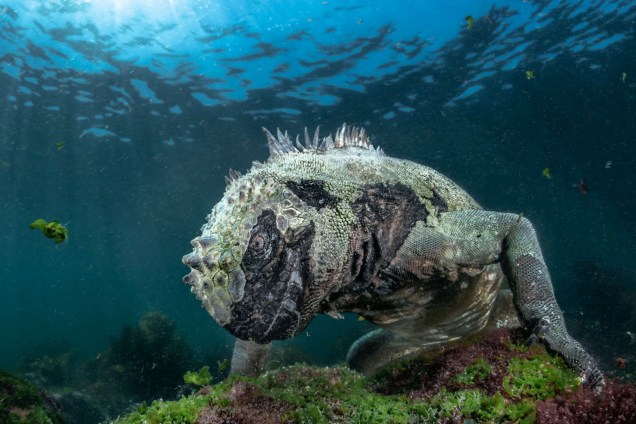 Imagem vencedora na categoria 'Vida aquática' mostra iguana em Galápagos, no Equador