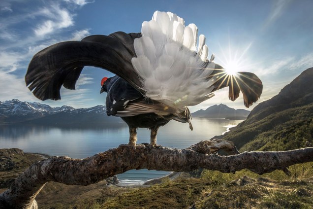 Imagem vencedora na categoria 'Big Picture', mostra galo silvestre na costa norte da Noruega