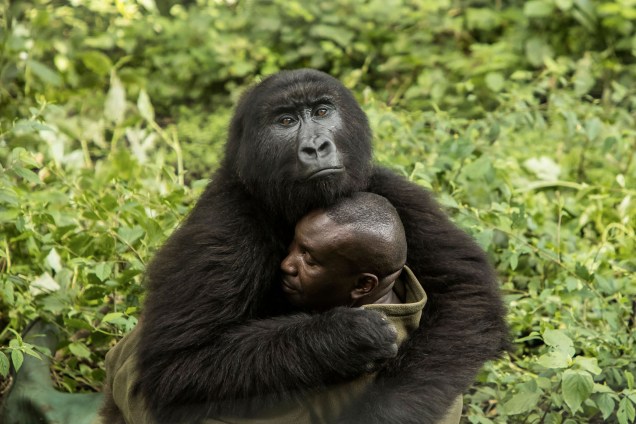Imagem vencedora da categoria 'Humanos e Natureza', mostra gorila abraçando guarda florestal no Parque Nacional Virunga, localizado na República Democrática do Congo