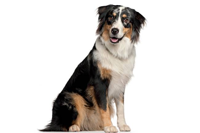 Border Collie Border Collie