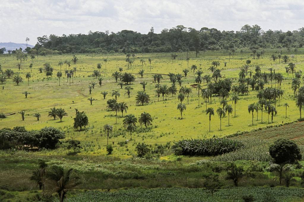 CCJ aprova desmatamento equivalente a dois estados de Sergipe