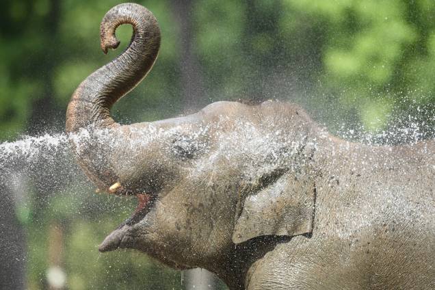 Cuidador joga água em elefante no zoológico de Berlim, localizado na Alemanha - 25/06/2019 Cuidador joga água em elefante no zoológico de Berlim, localizado na Alemanha - 25/06/2019