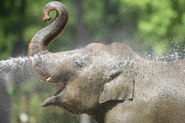 Cuidador joga água em elefante no zoológico de Berlim, localizado na Alemanha - 25/06/2019