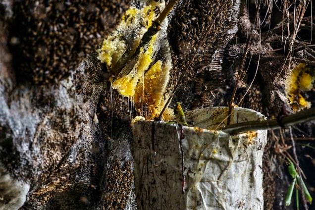 O mel recolhido pelos caçadores são das abelhas do Himalaia, que são consideradas as maiores abelhas do mundo, sendo duas vezes maior do que as abelhas europeias - 11/05/2019