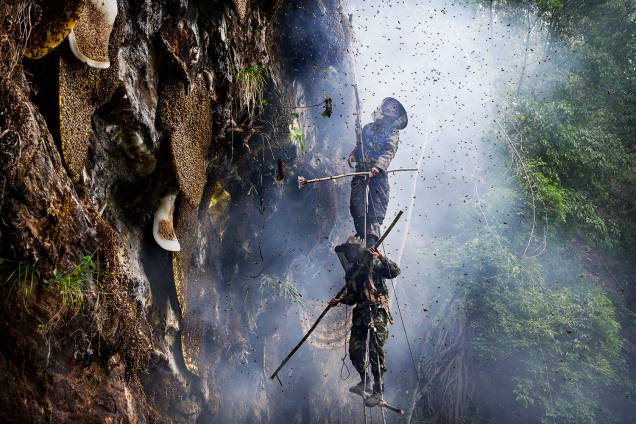 Alguns caçadores dizem que estão encontrando menos colmeias a cada ano porque as abelhas estão sendo afetadas pelo aquecimento global e pelo uso de pesticidas entre os agricultores locais - 11/05/2019 Alguns caçadores dizem que estão encontrando menos colmeias a cada ano porque as abelhas estão sendo afetadas pelo aquecimento global e pelo uso de pesticidas entre os agricultores locais - 11/05/2019