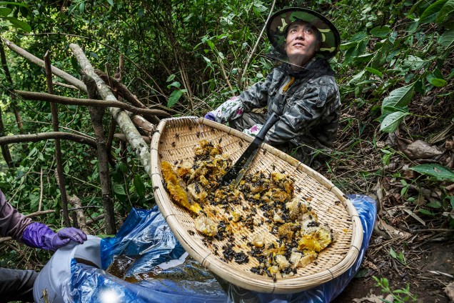 Os caçadores nunca recolhem o mel de todas as colmeias. Eles deixam a quantidade de mel suficiente para as abelhas retornarem para as colmeias na próxima estação - 11/05/2019