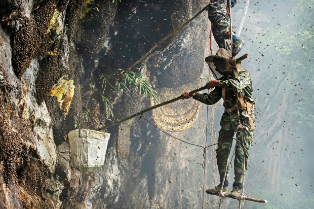 Os caçadores são picados por até 50 vezes enquanto escalam os penhascos em busca do mel das abelhas do Himalaia, que chegam a medir três centímetros de comprimento - 11/05/2019