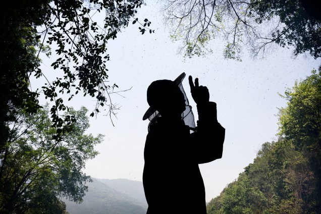 A cada ano, o número de caçadores de mel da etnia Lisu diminui devido ao risco e à exaustão - 10/05/2019