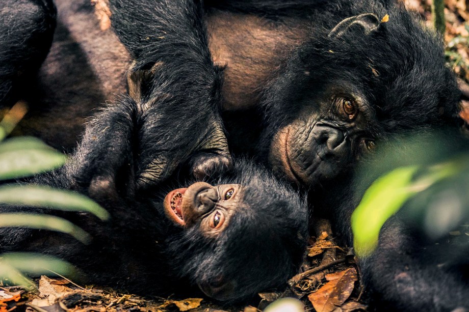 Macaco-prego participa de aula em faculdade e viraliza na web; vídeo