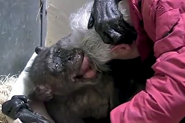 ...e se emocionam (cena de vídeo que viralizou na internet, em que uma fêmea de chimpanzé abraça um cientista)