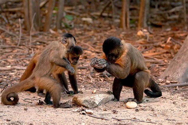PRÓXIMOS - Para a ciência, revelam-se cada vez mais similaridades entre o Homo sapiens e outros primatas: eles fabricam utensílios (macacos-prego quebram nozes no Piauí)...