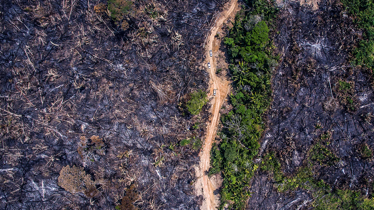Estrada margeada pela destruição provocada pelo fogo: sinais de uma terra sem lei