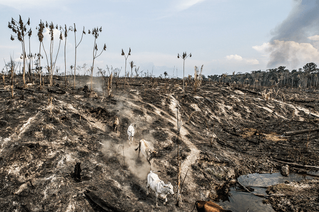 Em Mato Grosso, o gado invade a floresta