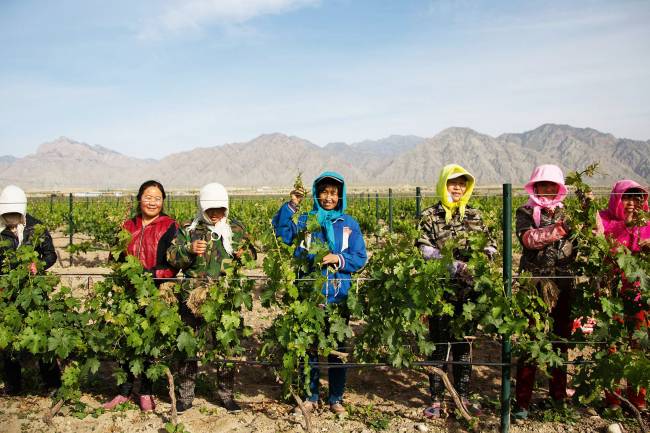 VINICOLA-CHINA-1.jpg