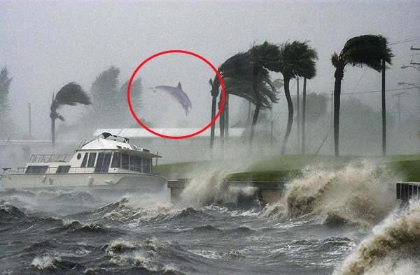 Foto Fake golfinho voando furac&atilde;o Dorian