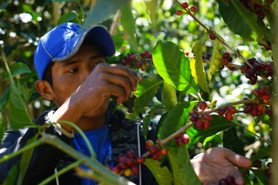 Benjamin Tugri, gerente de colheita da Ninety Plus, da tribo indígena Ngäbe do Panamá, inspeciona a maturação dos grãos de café Gesha.