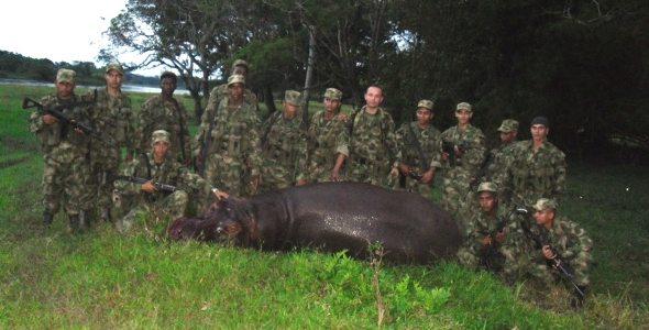 hipopotamo abatido colombia hipopotamo abatido colombia