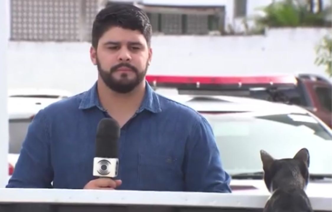 Gato 'invade' reportagem em afiliada da Globo