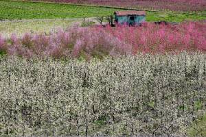 Flowering peach trees in the countryside near Bivona village. Sicily. Italy. Europe