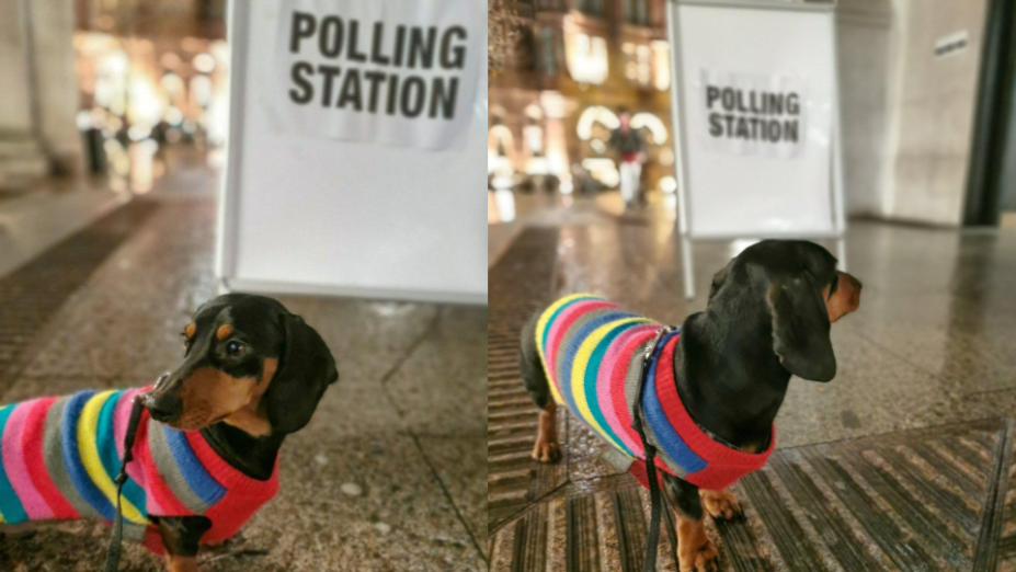 Cachorro durante a eleição geral no Reino Unido