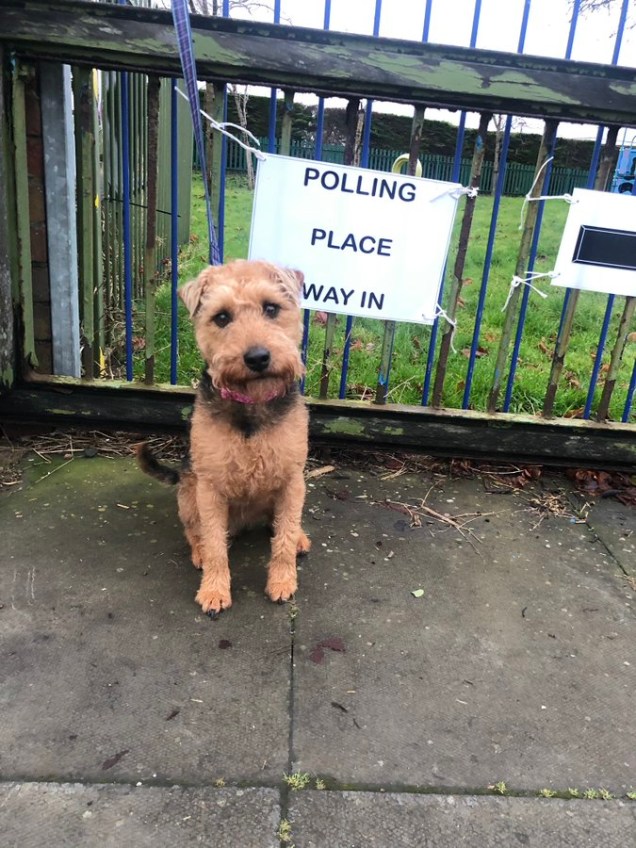 Cachorro durante a eleição geral no Reino Unido